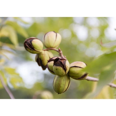 Dry Roasted Pecan Halves - By Food To Live 7 Dry Roasted Pecan Halves - By Food To Live - Image 7