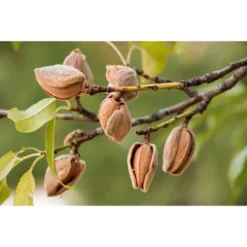 Dry Roasted California Almonds With Himalayan Salt - By Food To Live -Lipton Sale Store GUEST 173f9ddb 5227 4ad5 88b6 0072173c22f4