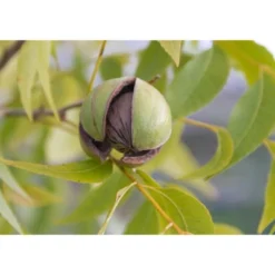 Organic Dry Roasted Pecan Halves With Himalayan Salt - By Food To Live -Lipton Sale Store GUEST 1a0f92f9 0347 4698 87b4 33748b3a3c4d