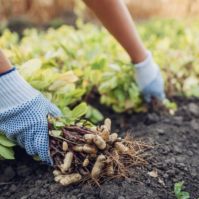 NEW! John Deere Salted Peanuts 2 NEW! John Deere Salted Peanuts - Image 2