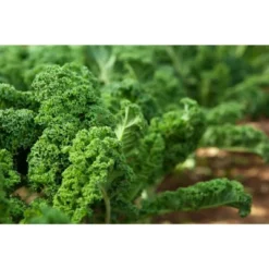 Kale Seeds For Sprouting - By Food To Live -Lipton Sale Store GUEST 2d2ae41d c998 4bd4 916c d7da9a66c323
