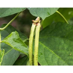 Organic Black-Eyed Peas - Raw Dried Cow Peas, Non-GMO, Bulk Beans, Product Of The USA - By Food To Live -Lipton Sale Store GUEST 51c2983f f3a8 46e7 95e3 0fede6fe37eb