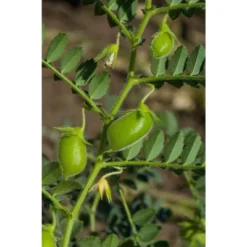 Organic Red Lentils Whole - By Food To Live 13 Organic Red Lentils Whole - By Food To Live -Lipton Sale Store GUEST 635c5c99 fa66 4510 827c db95ca479ba3