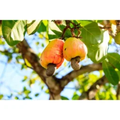 Dry Roasted Whole Cashews - By Food To Live -Lipton Sale Store GUEST 667c5549 7310 40fd 8140 0ec30f550290