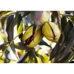 Dry Roasted Pecan Halves With Himalayan Salt - By Food To Live 16 Dry Roasted Pecan Halves With Himalayan Salt - By Food To Live -Lipton Sale Store GUEST 77054716 0599 4505 bd04 08f728f00d6b