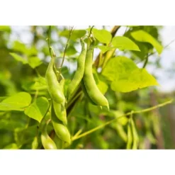 Black Turtle Beans - By Food To Live -Lipton Sale Store GUEST 7e5bb1e8 c40a 4442 ace4 9df6a69b4e4e