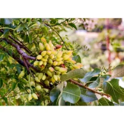 Dry Roasted Pistachio Kernels - By Food To Live 15 Dry Roasted Pistachio Kernels - By Food To Live -Lipton Sale Store GUEST 86179570 ac5c 427a b82d fb34588118ad