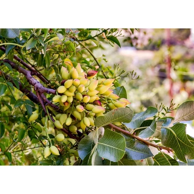 Dry Roasted Pistachio Kernels - By Food To Live 7 Dry Roasted Pistachio Kernels - By Food To Live - Image 7