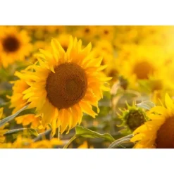 Dry Roasted Sunflower Seed Kernels With Himalayan Salt - By Food To Live 15 Dry Roasted Sunflower Seed Kernels With Himalayan Salt - By Food To Live -Lipton Sale Store GUEST 866be2f2 1abe 4804 8873 60aabe8fb333