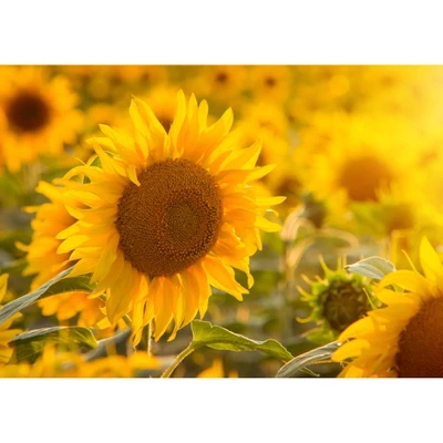 Dry Roasted Sunflower Seed Kernels With Himalayan Salt - By Food To Live 7 Dry Roasted Sunflower Seed Kernels With Himalayan Salt - By Food To Live - Image 7