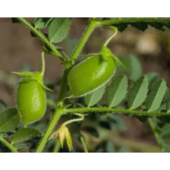 Organic Red Lentil Flour - By Food To Live -Lipton Sale Store GUEST b9127f18 e980 4a8c aa28 28302e34e384