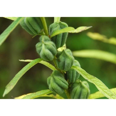 Unhulled Sesame Seeds - By Food To Live 5 Unhulled Sesame Seeds - By Food To Live - Image 5