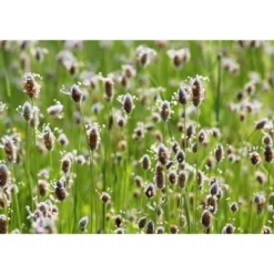 Psyllium Husk Powder - By Food To Live -Lipton Sale Store GUEST bbbdb3b0 4427 44a7 8cbb 98ad352ea3b0