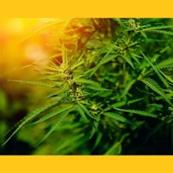 Organic Canadian Hemp Seeds - By Food To Live -Lipton Sale Store GUEST bdf9a1e4 eef6 427b 9ac8 1d6c060d5b64