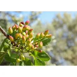 Dry Roasted Pistachio Kernels With Himalayan Salt - By Food To Live -Lipton Sale Store GUEST cd80639b ac4d 4aa3 8806 aafc64db5023