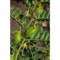 Red Lentils Whole - By Food To Live 16 Red Lentils Whole - By Food To Live -Lipton Sale Store GUEST decb5c1b daf0 4564 94ee ab044f479cd9