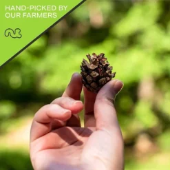 Premium Pine Nuts All Natural, Kosher, Vegan, Raw Pignolias By Nut Cravings -Lipton Sale Store GUEST dfd742c9 d38b 44d1 8cf3 120c545e9df1