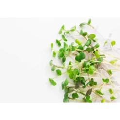 Organic Arugula Sprouting Seeds - By Food To Live -Lipton Sale Store GUEST e4120bc9 a394 4d72 bbbc d53c1d411276
