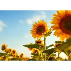 Dry Roasted Sunflower Seed Kernels - By Food To Live 15 Dry Roasted Sunflower Seed Kernels - By Food To Live -Lipton Sale Store GUEST e87d095b f5b1 4648 8270 f63cead1e8ac