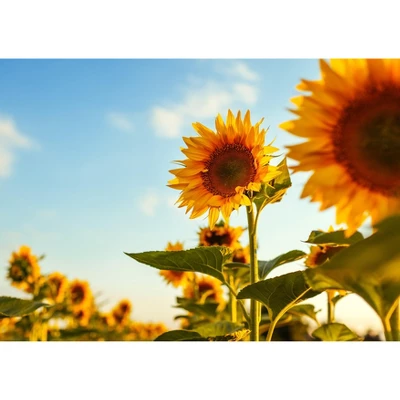 Dry Roasted Sunflower Seed Kernels - By Food To Live 7 Dry Roasted Sunflower Seed Kernels - By Food To Live - Image 7