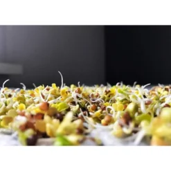 Organic Arugula Sprouting Seeds - By Food To Live -Lipton Sale Store GUEST f089854c 14c3 4501 a26e 0cf587c00614