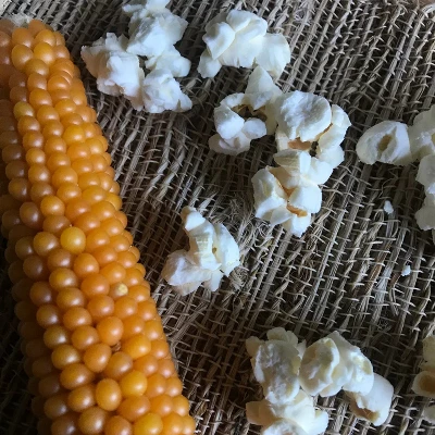 Free Day Popping Ear Non-GMO Yellow Un-Popped Popcorn - Pack Of 6 - Popcorn On The Cob 6 Free Day Popping Ear Non-GMO Yellow Un-Popped Popcorn - Pack Of 6 - Popcorn On The Cob - Image 6